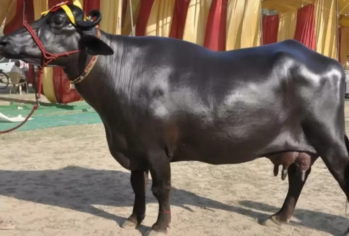 मुर्रा भैंस