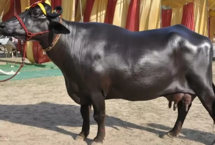 मुर्रा भैंस